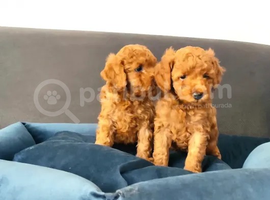 Muhteşem Sevi̇mli̇ Toy Poodle A Scr Li̇ görsel