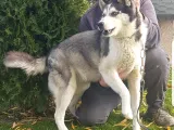 Maviş Gözlü Safkan Husky Minikler