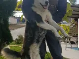 Maviş Gözlü Safkan Husky Minikler