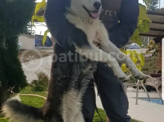 Maviş Gözlü Safkan Husky Minikler görsel