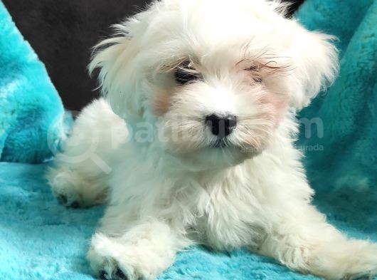 Daha Tatlisi Yok :) Maltese Terri̇er Sifir Numara görsel