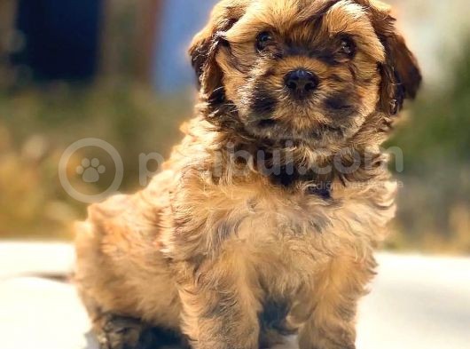 Eşsiz Güzellikte F2 Maltipoo Bebeğim görsel