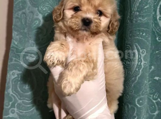 Erkek Anne Altından Maltipoo Yavrularımız görsel