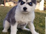 Maviş Gözlü Safkan Husky Minikler