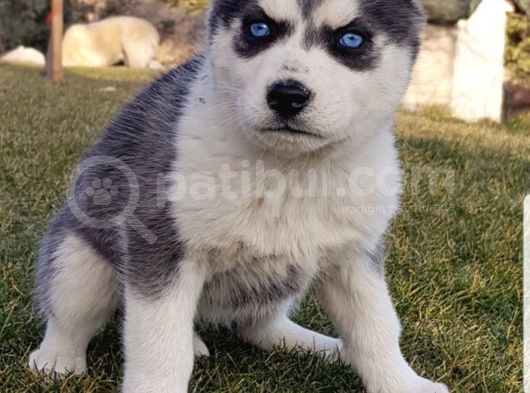 Maviş Gözlü Safkan Husky Minikler görsel