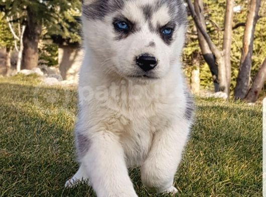 Maviş Gözlü Safkan Husky Minikler görsel