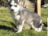 Maviş Gözlü Safkan Husky Minikler