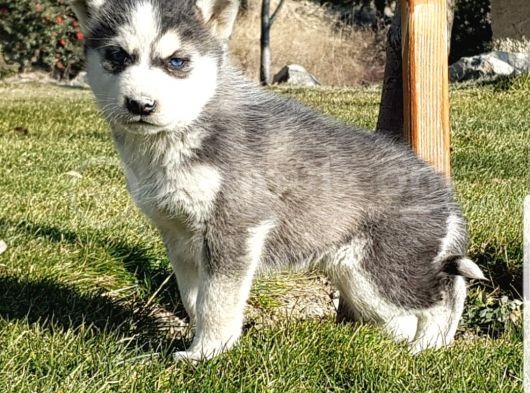 Maviş Gözlü Safkan Husky Minikler görsel