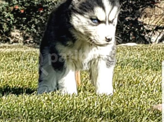 Maviş Gözlü Safkan Husky Minikler