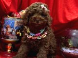 safkan toy poodle yavrularımız