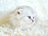 Silver Scottish Fold Longhair Yavrumuz