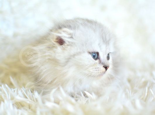 Silver Scottish Fold Longhair Yavrumuz görsel