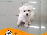 Maltese Terrier Sıfır Numara Bebek Yüz Yavrularımız