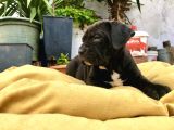 A + kalite saf kan cane corso
