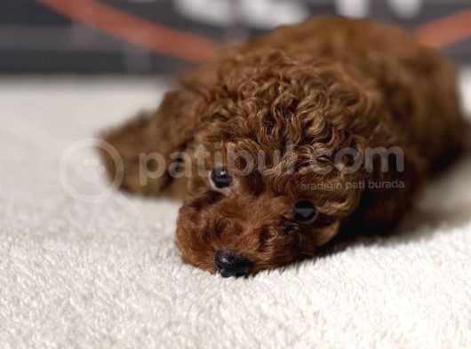 Kaliteyi arayanlara Red Brown Poodle