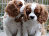 Cavalier King Charles Spaniel Orjinal Safkan Garantili