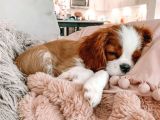 Cavalier King Charles Spaniel Orjinal Safkan Garantili