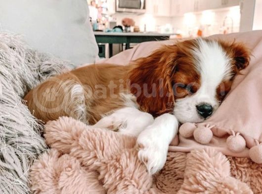 Cavalier King Charles Spaniel Orjinal Safkan Garantili görsel