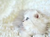 Silver Scottish Fold Longhair Yavrumuz