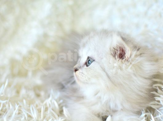 Silver Scottish Fold Longhair Yavrumuz görsel