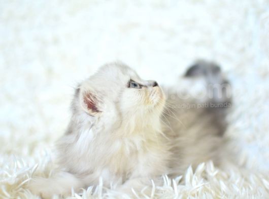 Silver Scottish Fold Longhair Yavrumuz görsel