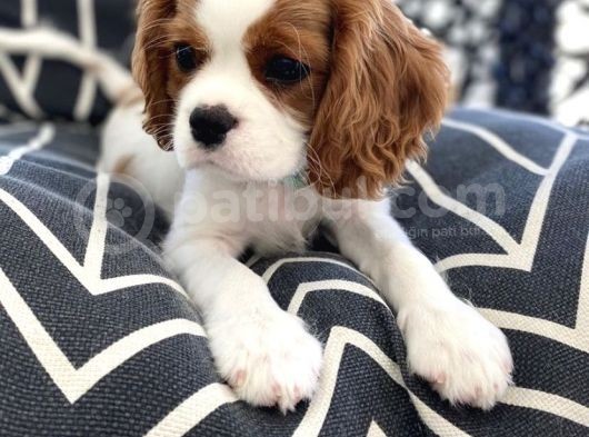Cavalier King Charles Spaniel Orjinal Safkan Garantili