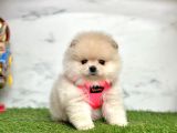 Gerçek Resimler Pomeranian Boo Yavrular