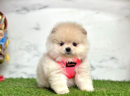 Gerçek Resimler Pomeranian Boo Yavrular görsel