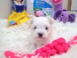 Safkan Disi Teacup Maltese Bebekler