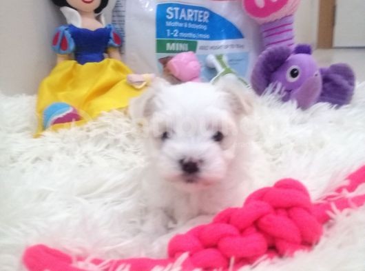 Safkan Disi Teacup Maltese Bebekler