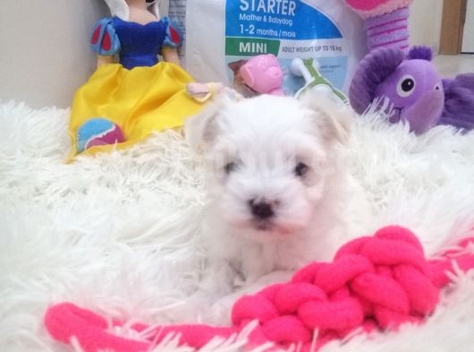 Safkan Disi Teacup Maltese Bebekler görsel