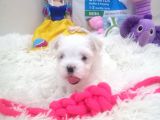 Safkan Disi Teacup Maltese Bebekler
