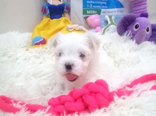 Safkan Disi Teacup Maltese Bebekler görsel