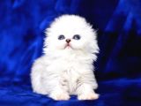 Üst Düzey Kalitede Scottish Fold Longhair Ns1133