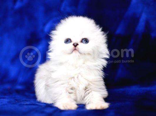 Üst Düzey Kalitede Scottish Fold Longhair Ns1133 görsel