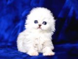 Üst Düzey Kalitede Scottish Fold Longhair Ns1133