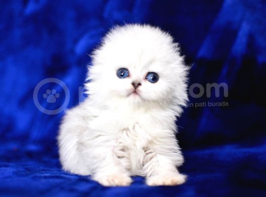 Üst Düzey Kalitede Scottish Fold Longhair Ns1133 görsel