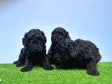Resmi̇ Üreti̇ci̇den Si̇yah Toy Poodle Yavrular