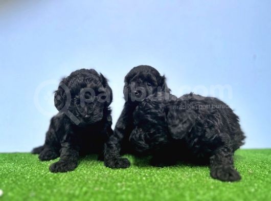 Resmi̇ Üreti̇ci̇den Si̇yah Toy Poodle Yavrular görsel