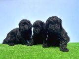 Resmi̇ Üreti̇ci̇den Si̇yah Toy Poodle Yavrular