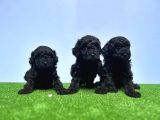 Resmi̇ Üreti̇ci̇den Si̇yah Toy Poodle Yavrular