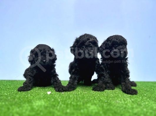 Resmi̇ Üreti̇ci̇den Si̇yah Toy Poodle Yavrular görsel