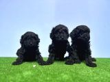RESMİ ÜRETİCİDEN SİYAH TOY POODLE YAVRULAR
