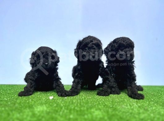 Resmi̇ Üreti̇ci̇den Si̇yah Toy Poodle Yavrular