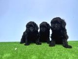 Resmi̇ Üreti̇ci̇den Si̇yah Toy Poodle Yavrular
