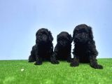 Resmi̇ Üreti̇ci̇den Si̇yah Toy Poodle Yavrular