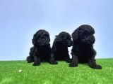 Resmi̇ Üreti̇ci̇den Si̇yah Toy Poodle Yavrular