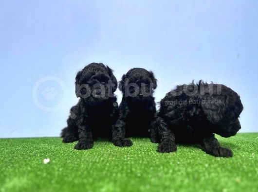 Resmi̇ Üreti̇ci̇den Si̇yah Toy Poodle Yavrular görsel
