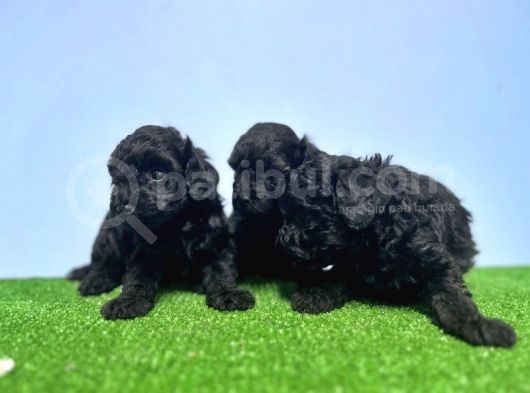 Resmi̇ Üreti̇ci̇den Si̇yah Toy Poodle Yavrular görsel