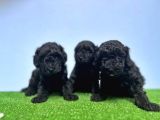Resmi̇ Üreti̇ci̇den Si̇yah Toy Poodle Yavrular